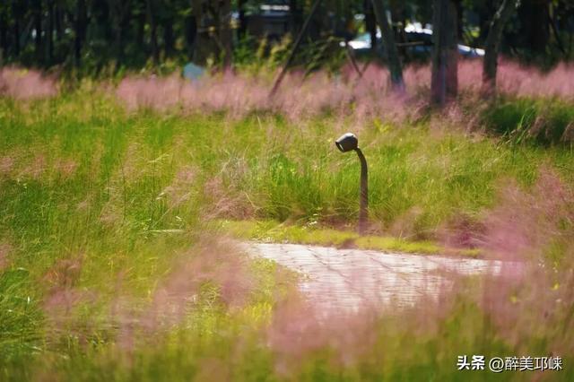 花漾邛州 | 秋日限定美景，粉黛登场！
