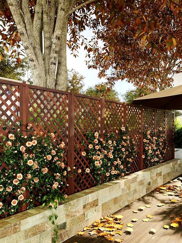 解决小院的6大烦恼，带你一分钟了解