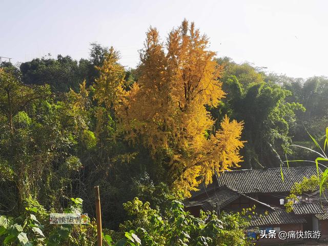 大安叶家沟古道旁的银杏黄