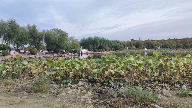 长春这有山摩肩擦踵，南湖公园绿树迎风