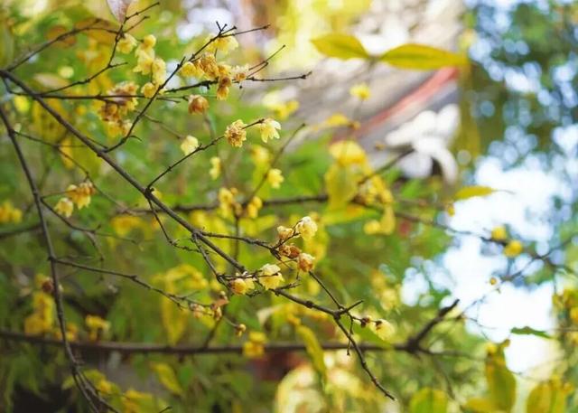 冬日限定浪漫！这抹“金黄暗香”，你打卡了吗？