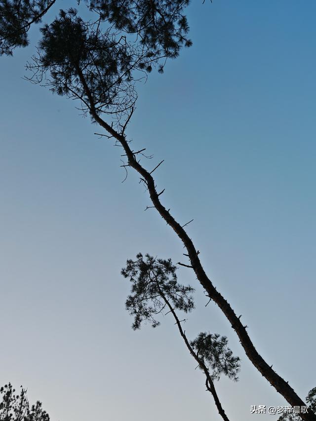 应城：有名店林场林荫步道 让你邂逅四季生态画卷