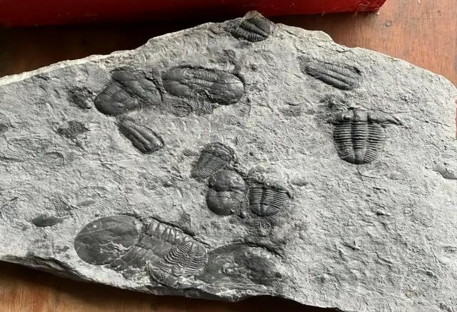 地球曾变成巨型冰球？寒武纪生命大爆发，揭露亿万年前的绝境翻盘