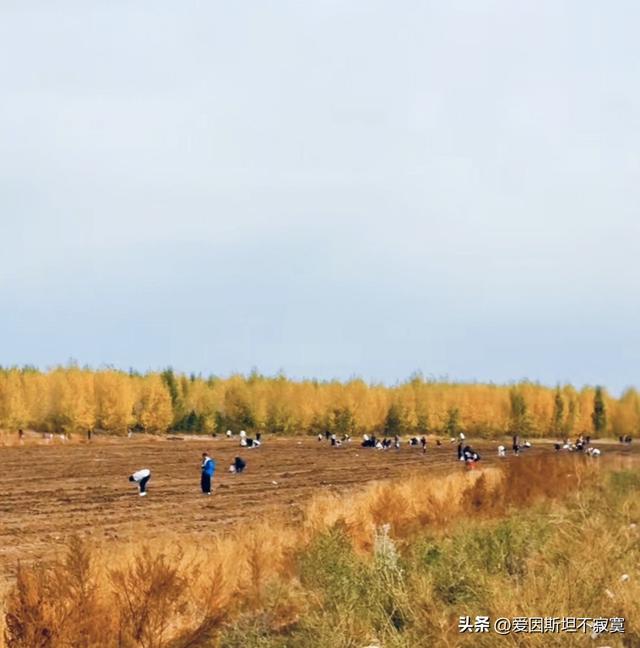 捡板栗被讹300？内蒙古直接甩出土豆山：捡！捡到你不好意思！