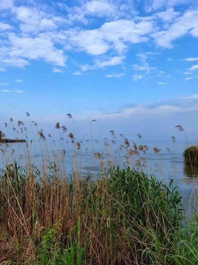 【散文】我是草海里的一株水草‖杨光英