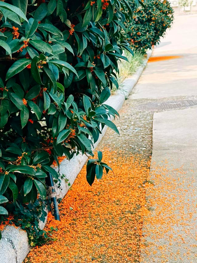 美到词穷！灵山岛秋日慢游攻略来了→