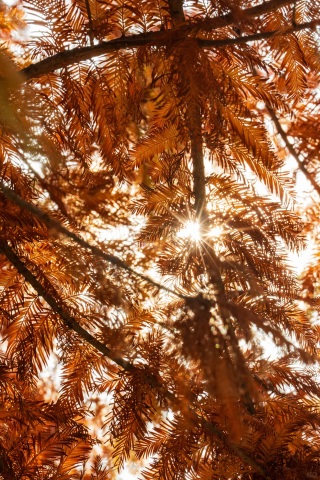 临沂「红杉」「红枫」浓度拉满，出片率100%