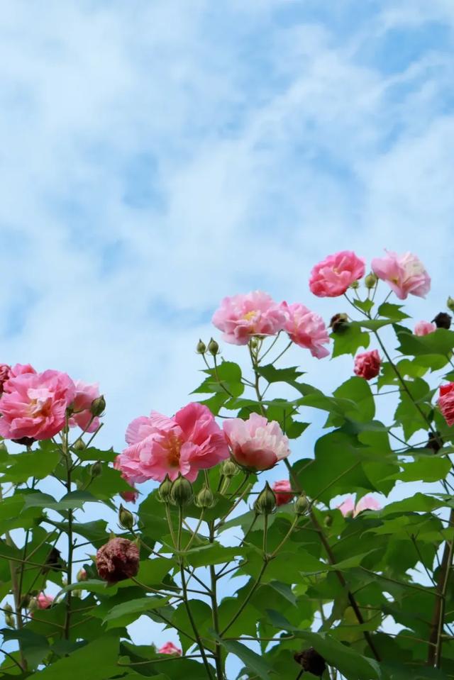 会“变脸”的花开了,醉了!去这些地方邂逅→