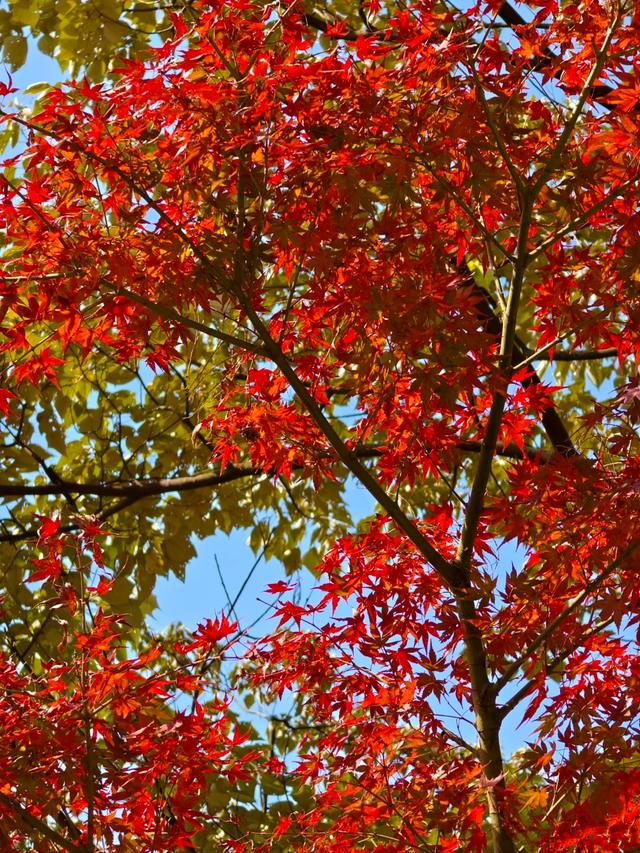 广东哪里赏秋？四条绝美自驾路线遇见南国红叶黄叶