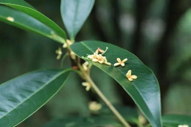 美到词穷！灵山岛秋日慢游攻略来了→