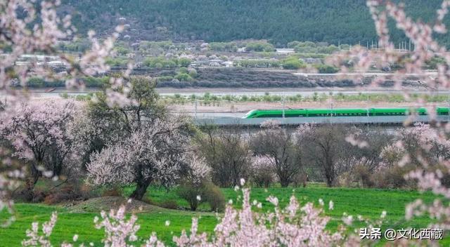 60年，西藏文旅的“逆袭记”：藏戏新生、铁路穿山、万羚奔腾！