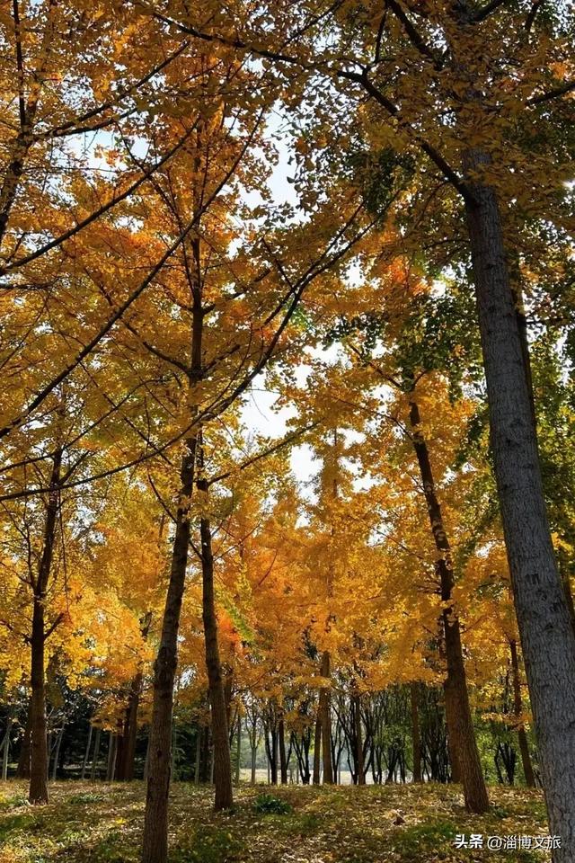 🤏捡捡捡，淄博惊现“捡秋”大神！海岱楼、周村大街…全被捡出来了→