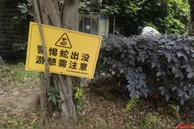 天降大蛇吓坏树下打牌阿姨，“硬核”大爷徒手逮蛇抡摔图片
