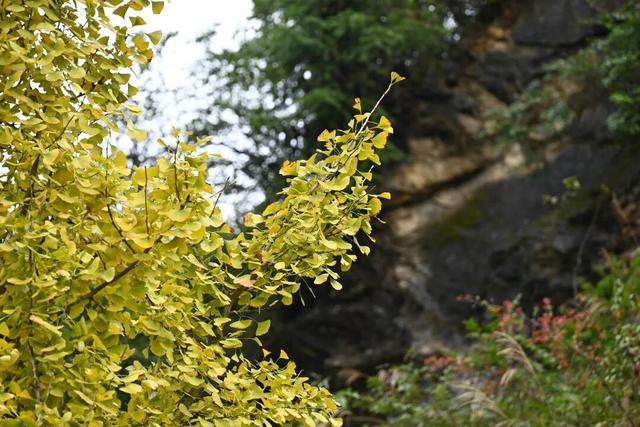 速来！桐梓这里含“金”量超高~