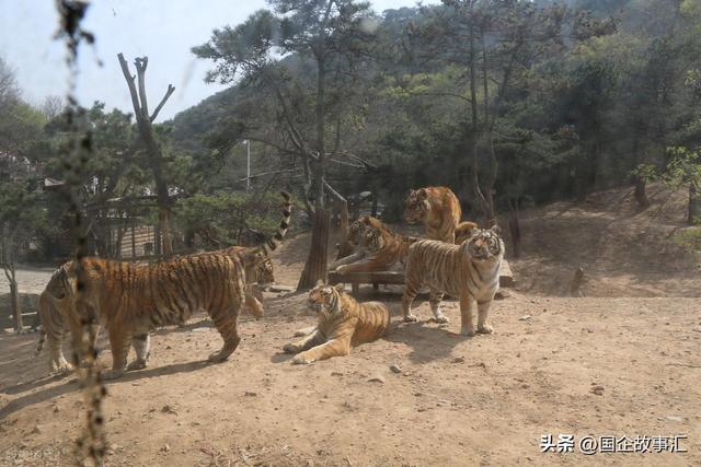 辽东半岛游记第六天，大连森林动物园