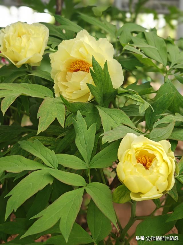 身为洛阳人，年年去牡丹园看花