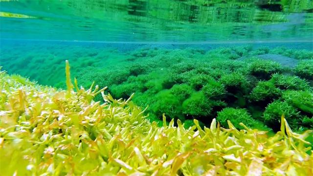 三九严寒“冰上走”！乌拉特中旗这处“不冻泉”却流水潺潺