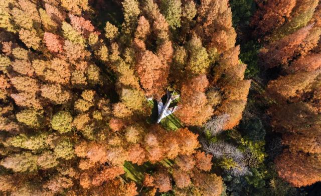 沪上这9条秋游线路，带你走进申城最美的秋景~