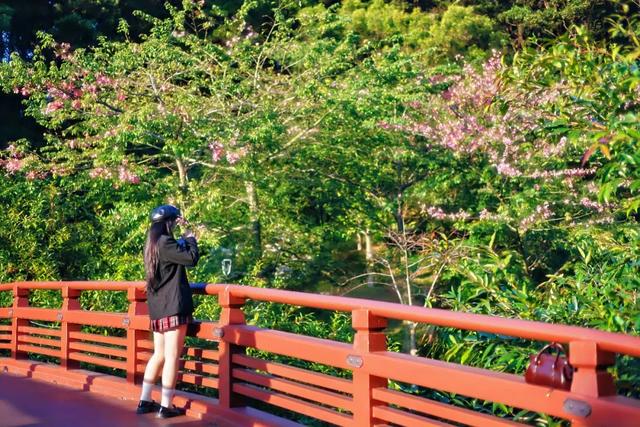 云溪落羽杉,羊城冬日别样红