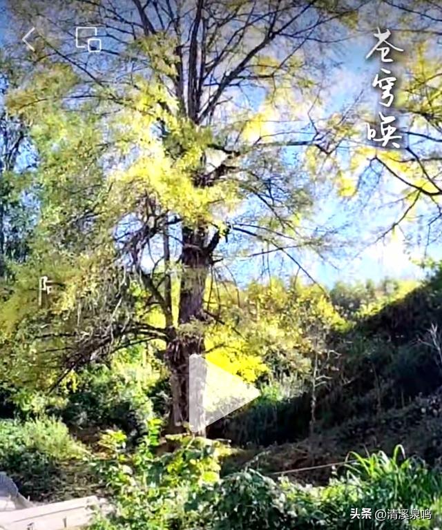 九峰大廊古银杏：岁月的金黄絮语