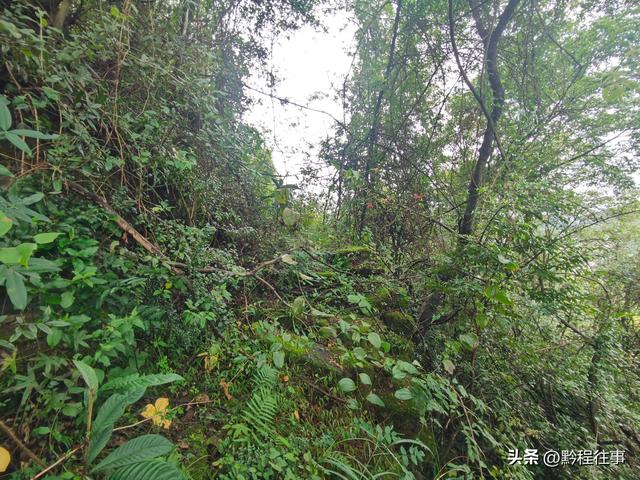 探寻龙眼山古寺遗址，一次最为艰难的野外探险之旅