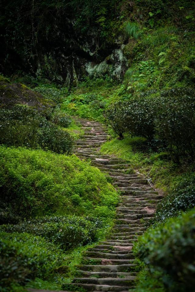 全域好水 亲水纳凉 | 在武夷山，与所有疲惫温柔和解