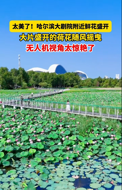 哈尔滨4大免费赏荷好去处！