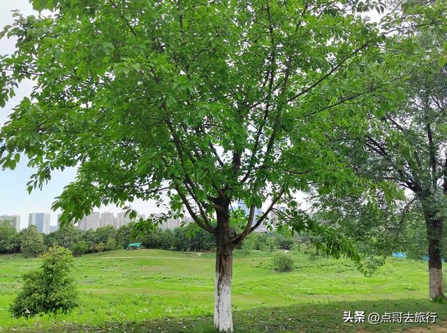 成都隐藏最深的道观，曾是西蜀最大道观，位置极佳，公交车直达！