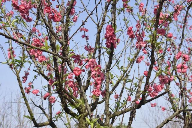 去怀集大岗，看桃花