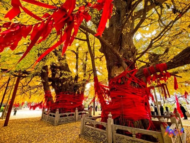 顶流“约会”，主角2500岁 ！潍坊安丘城顶山！