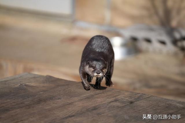 选索尼还是适马？E卡口大光圈长焦变焦镜头巅峰对决！
