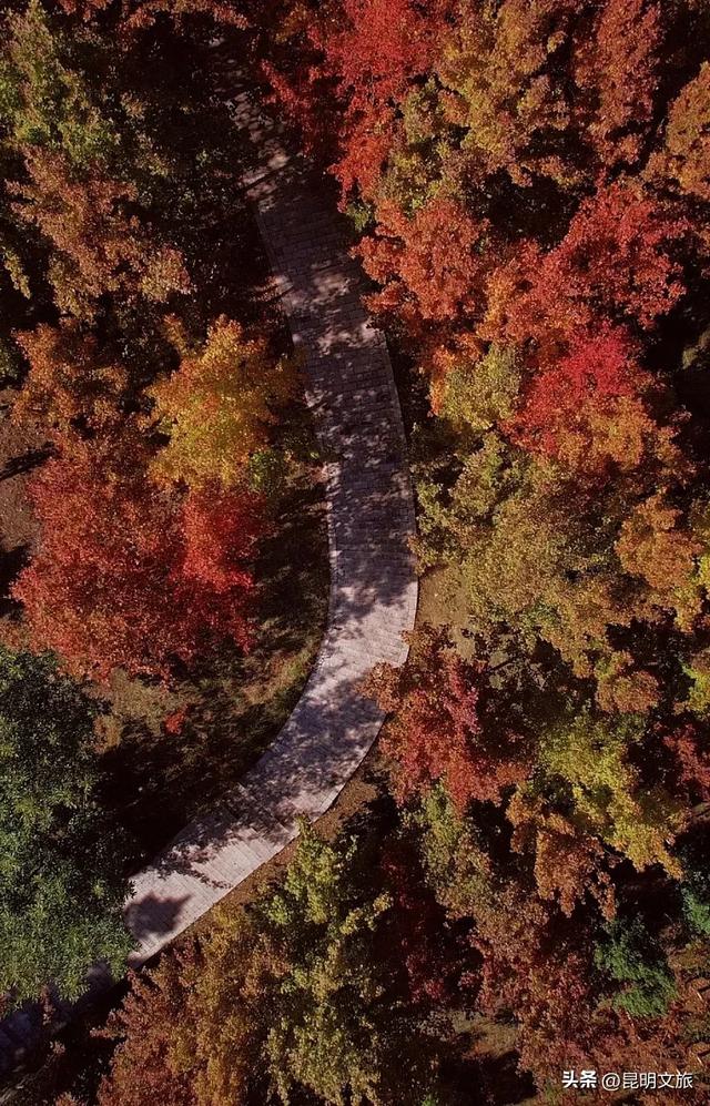 美上央媒!昆明红了!走走走,打卡最美枫景去,超全攻略速收藏→