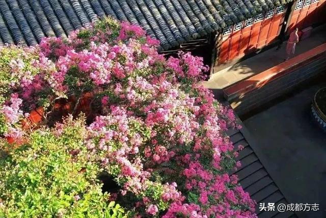 成都千年紫薇绽放，错过等一年→