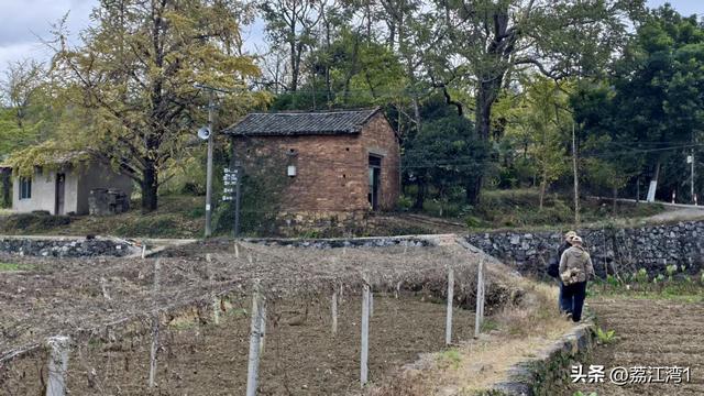 游长岗岭古村，观飘黄银杏