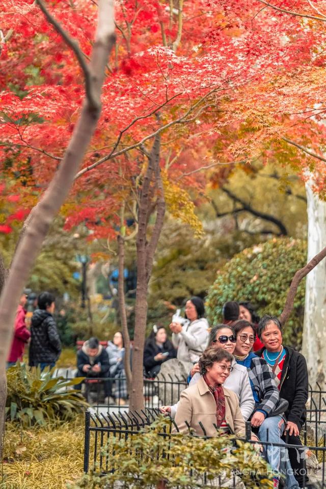 鲁迅公园枫叶红了！红黄青绿交织秋意浓~超出片