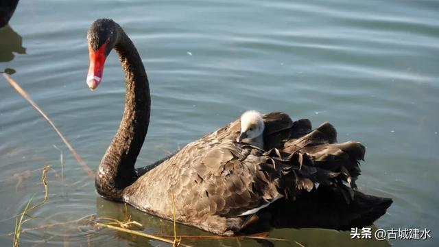 黑天鹅在建水五龙湖的前世与今朝