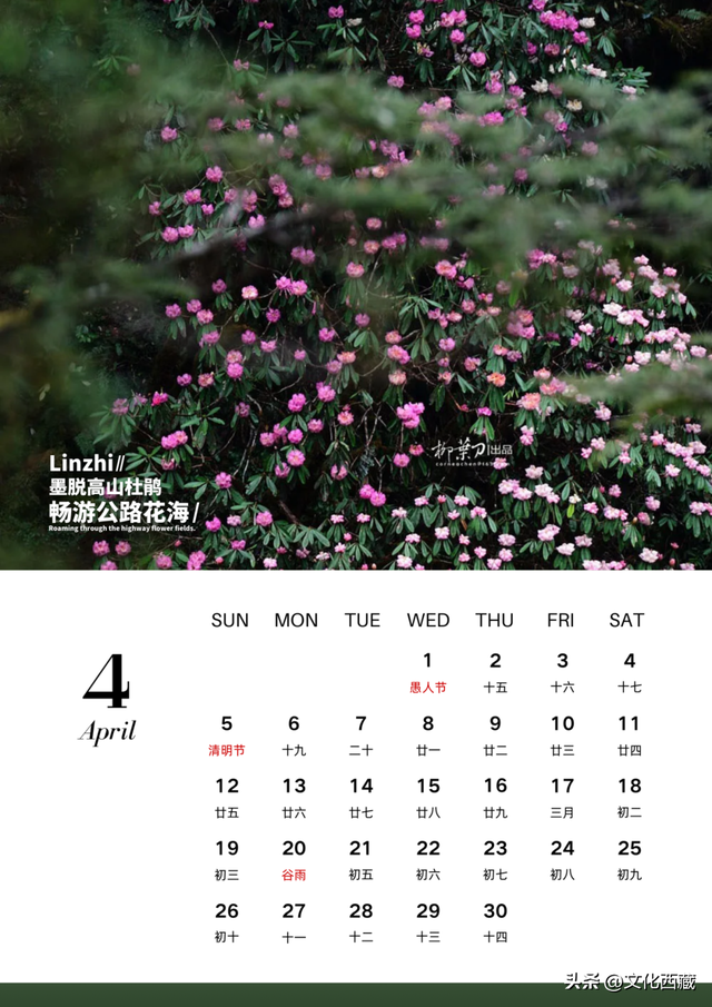 2026一起去西藏林芝！这个人生必去目的地，全年出游攻略请查收！