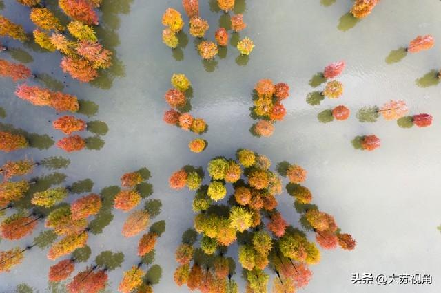 南京池杉湖5万株红杉染透湖面，珍稀鸟类扎堆，错过等一年