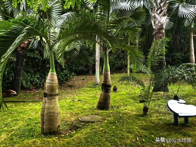 一个五A级植物园，到底藏着哪些值得看的地方，这是最实在的攻略