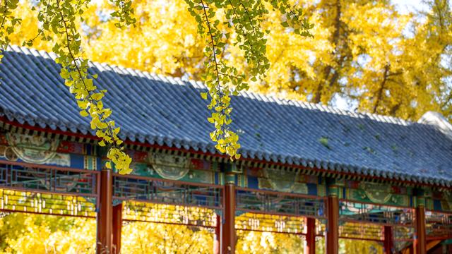 中山公园赏银杏