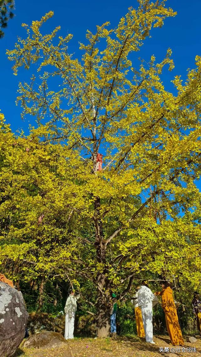 金色童话！腾冲千年银杏村，巷陌皆染秋光醉