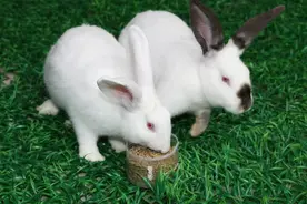 助力养殖户稳产增收 重庆发布夏季肉兔饲养管理技术措施图片