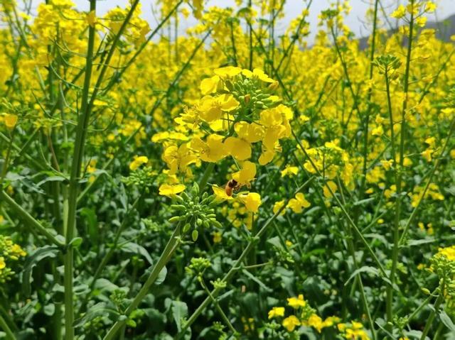 礼县滩坪镇：千亩油菜花竞相绽放 赴一场春日金色之约