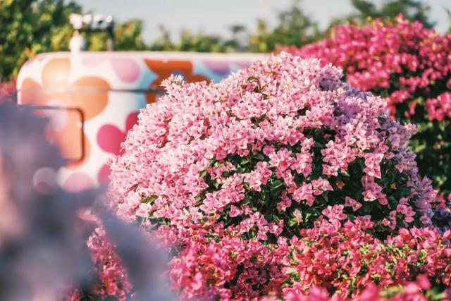 初冬“梅”好时光已至，惠城处处皆“花路”