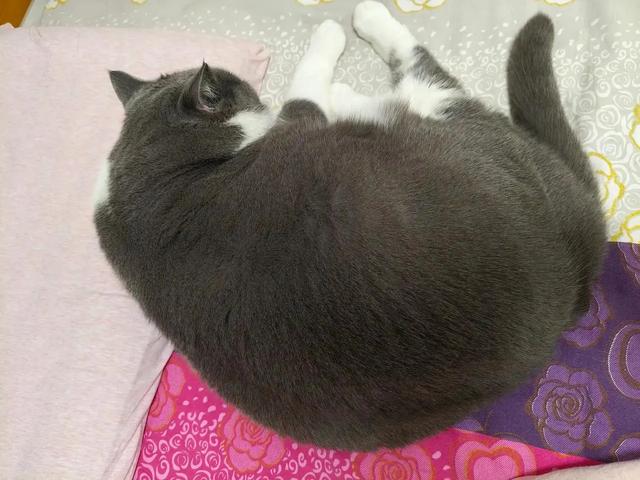 笑死了！主人展示25斤布偶猫引热议，网友：我这19斤的再加加餐？