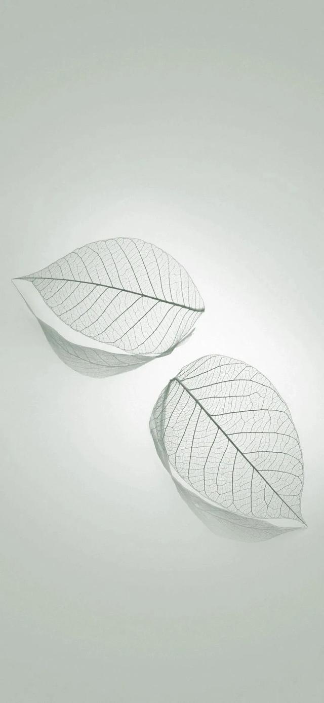 手机壁纸5.05