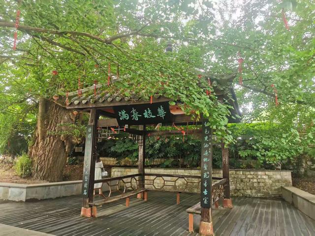 贵阳修文：古杏“红土”有“大木”