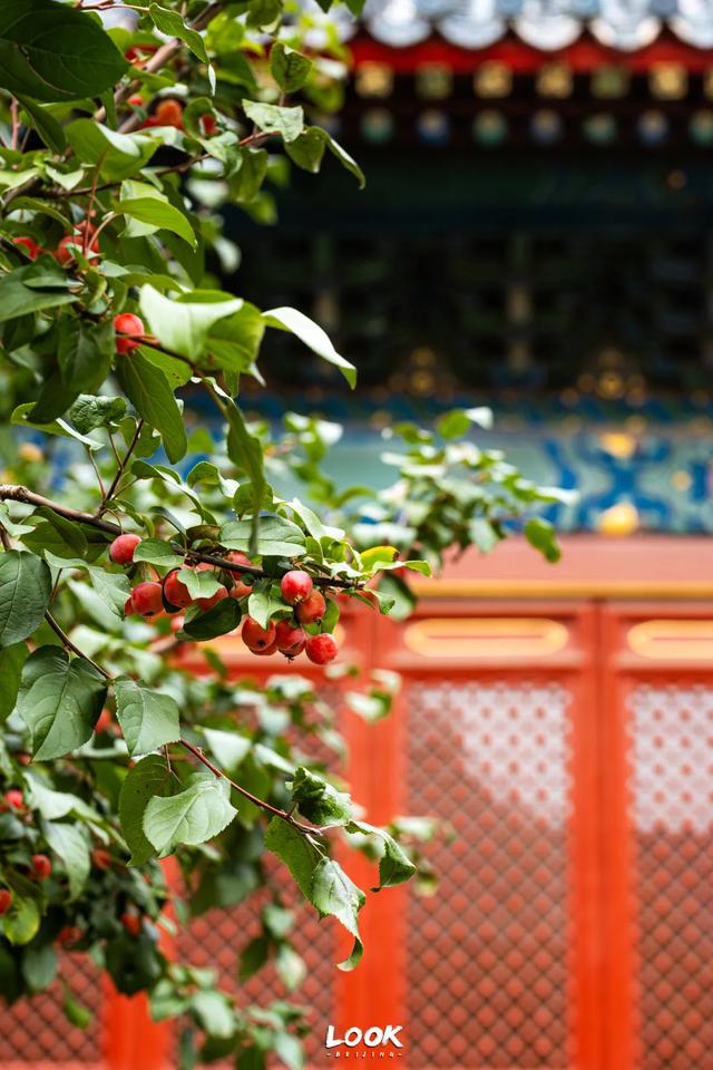 北京最新秋日打卡地 · 再看要等明年