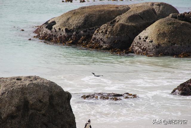 南部非洲：南非开普敦企鹅岛