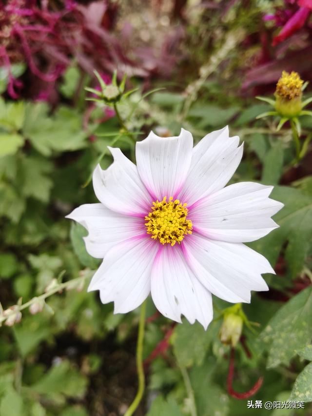 头条为什么设置作品置顶?如果不去设置，你后悔去吧